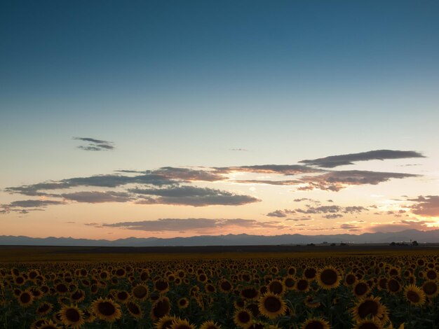 Champ de tournesol au coucher du soleil dans le Colorado.