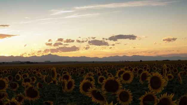 Champ de tournesol au coucher du soleil dans le Colorado.