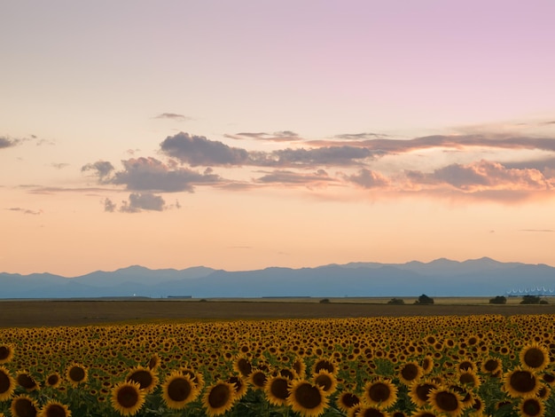 Champ de tournesol au coucher du soleil dans le Colorado.