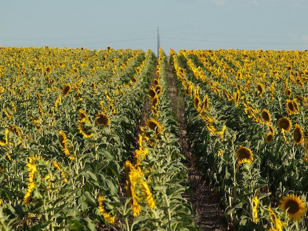 Champ de tournesol au coucher du soleil dans le Colorado.