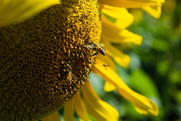 Champ de tournesol avec beaucoup d'abeilles