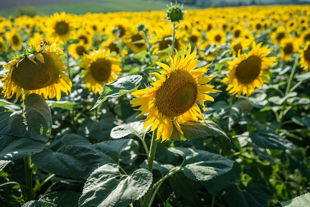 Champ de tournesol avec de belles fleurs jaunes dessus se bouchent