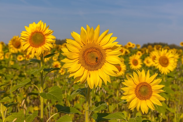 Champ de tournesol et ciel bleu nuageux. Lever de soleil sur le champ de tournesols