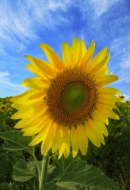 Photo champ de tournesol avec ciel bleu nuageux