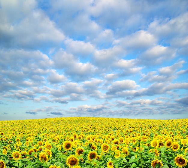 Champ de tournesol sur ciel bleu nuageux