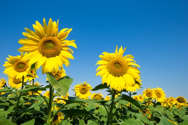 Champ de tournesol avec ciel bleu nuageux