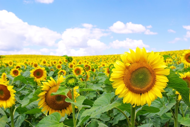 Champ De Tournesol Sur Ciel Bleu Nuageux