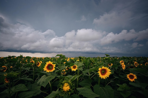 Champ de tournesol contre un ciel nuageux avec des nuages gris