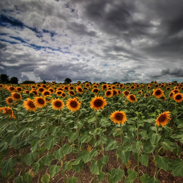 Photo champ de tournesol contre ciel nuageux