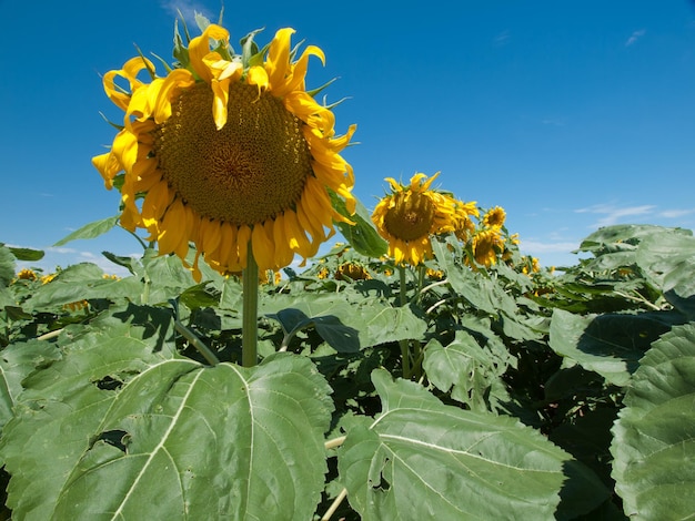 Champ de tournesol dans le Colorado.