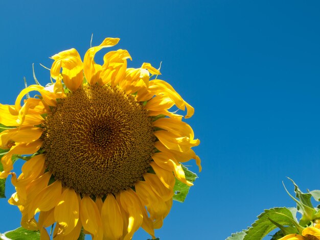 Champ de tournesol dans le Colorado.