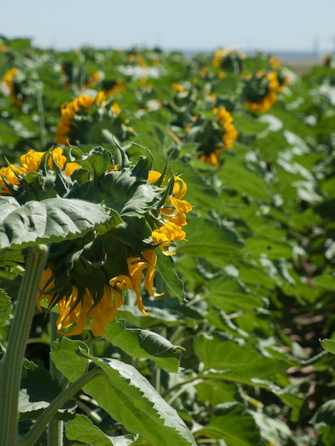 Champ de tournesol dans le Colorado.