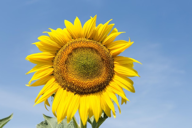 Champ de tournesol doré brillant au coucher du soleil