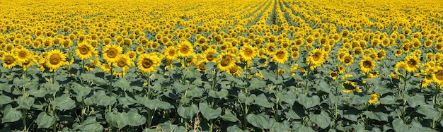 Champ de tournesol doré brillant au coucher du soleil