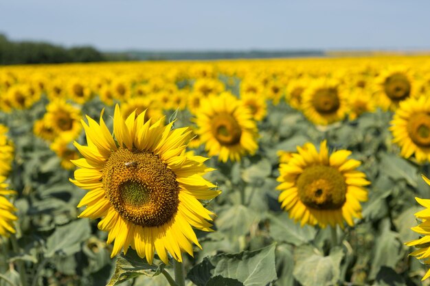 Champ de tournesol doré brillant au coucher du soleil