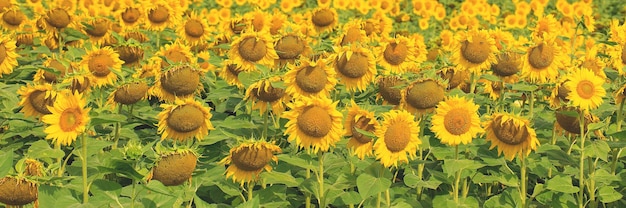 Champ de tournesol doré brillant au coucher du soleil.