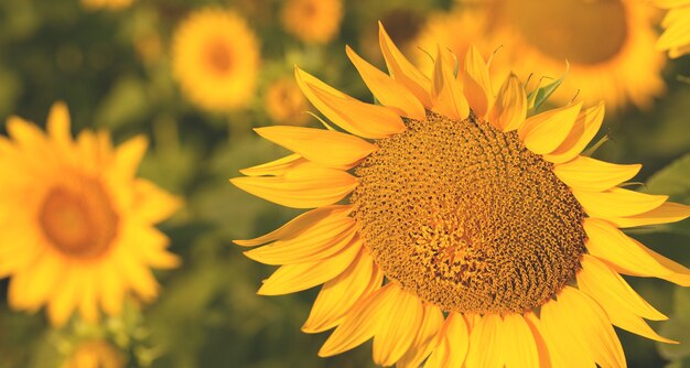 Champ de tournesol doré brillant au coucher du soleil.