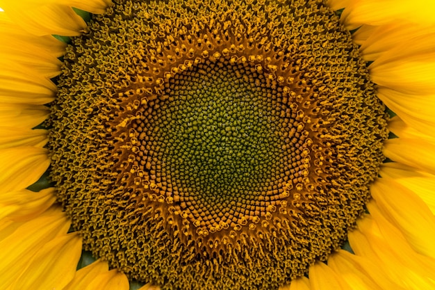 Champ de tournesol d'été. Champ de tournesols avec ciel bleu.