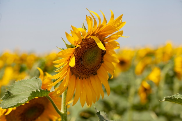 Champ de tournesol en été