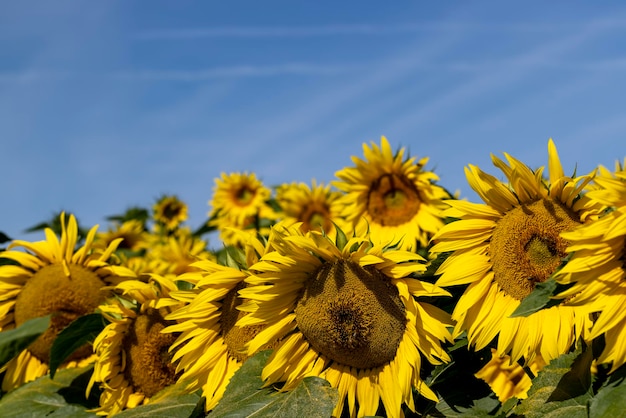 Champ de tournesol avec fleurs et abeilles