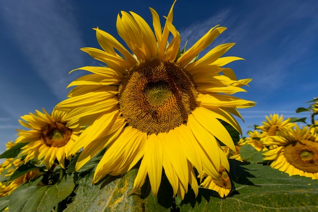 Champ de tournesol avec fleurs et abeilles