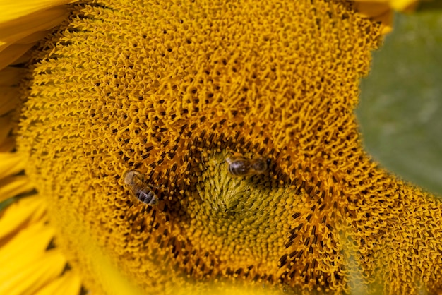 Champ de tournesol avec fleurs et abeilles