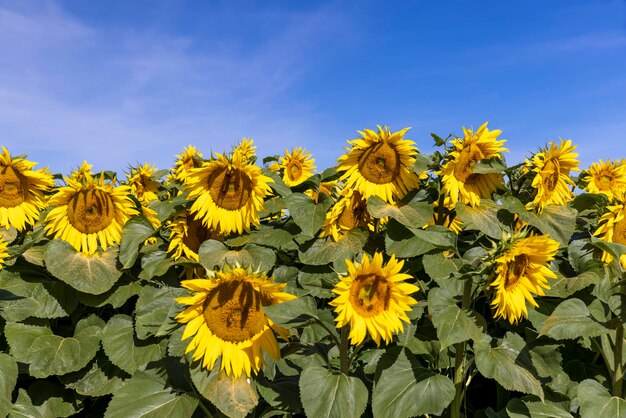 Champ de tournesol avec fleurs et abeilles