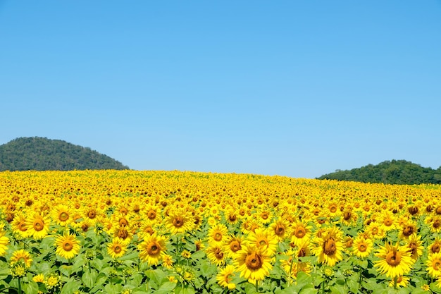 Un champ de tournesol en fleurs dans la ferme de campagne située sur la colline lumineuse et fraîche pour les voyageurs sous le ciel bleu clair en été vue de face pour l'espace de copie