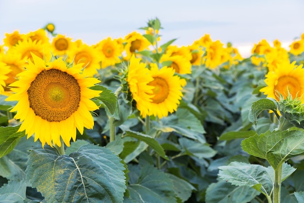 Le champ de tournesol en fleurs dans la ferme de campagne