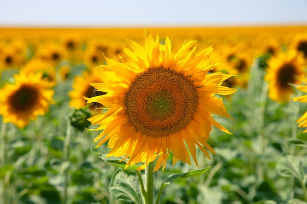 Champ avec un tournesol en fleurs en Europe de l'Est