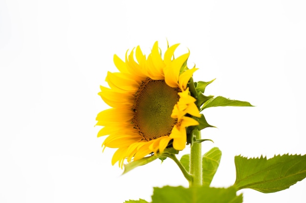 champ de tournesol en fleurs