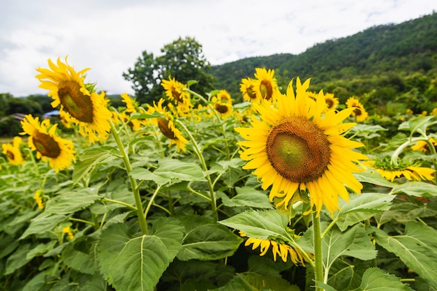 Champ de tournesol et fond de tournesol