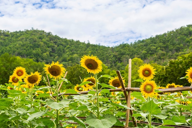 Champ de tournesol et fond de tournesol