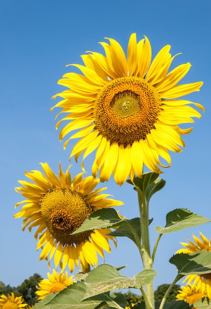 Champ de tournesol frais