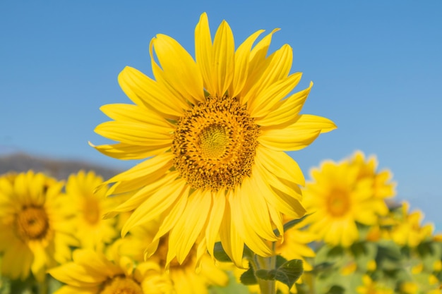 Champ de tournesol jaune en fleurs arrière-plan naturel