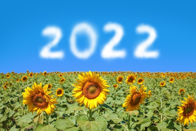 champ de tournesol par temps clair et année 2022 dans le ciel bleu