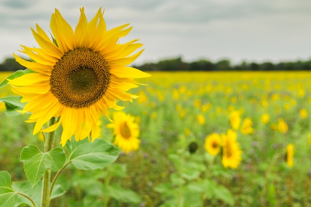 Champ de tournesol planté en graine pour la production d&#39;huile.