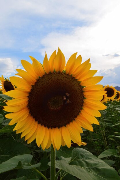 Champ de tournesol sur le point de récolter des graines de tournesol avec des montagnes et un ciel clair