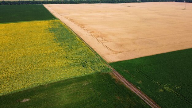 Champ de tournesol vue panoramique grand champ de blé jaune et champs avec d'autres