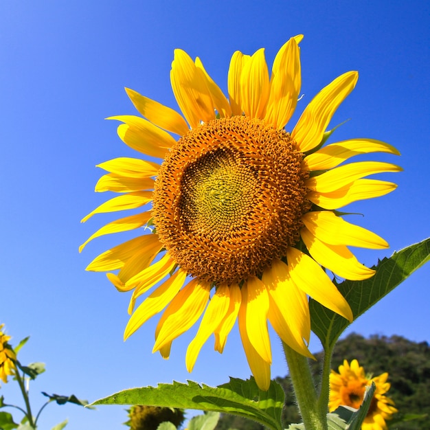 Champ de tournesol.