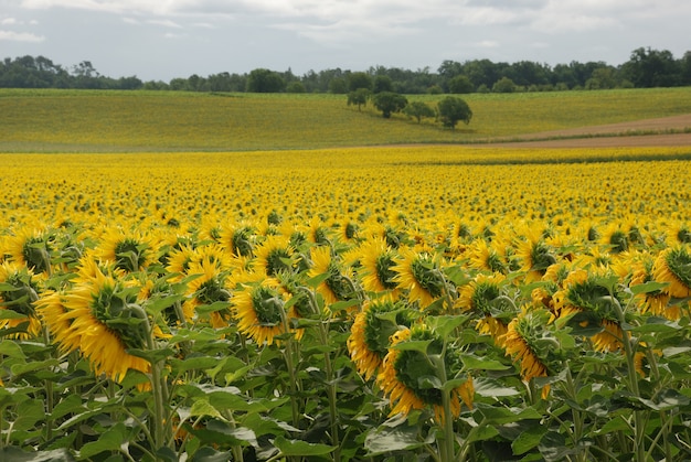 Champ de tournesol