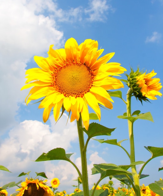 Champ de tournesol