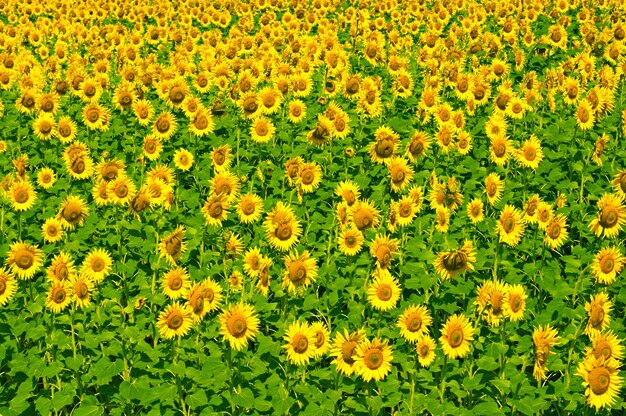 champ de tournesol