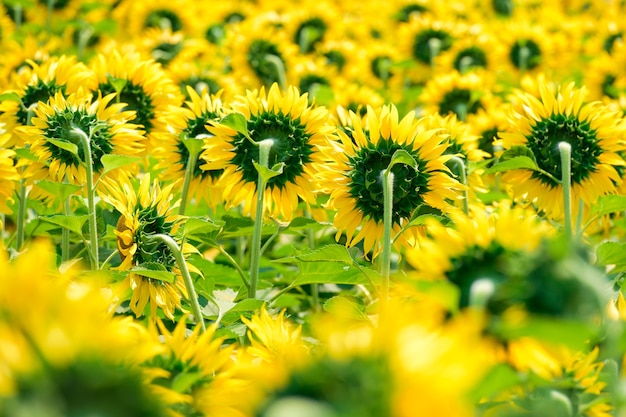 Champ de tournesol