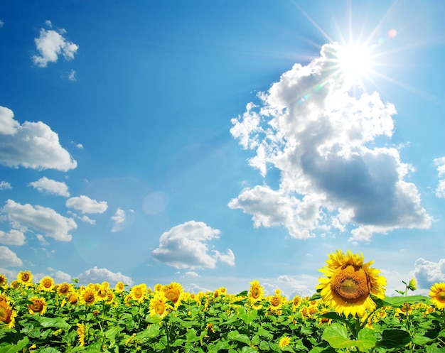 champ de tournesol