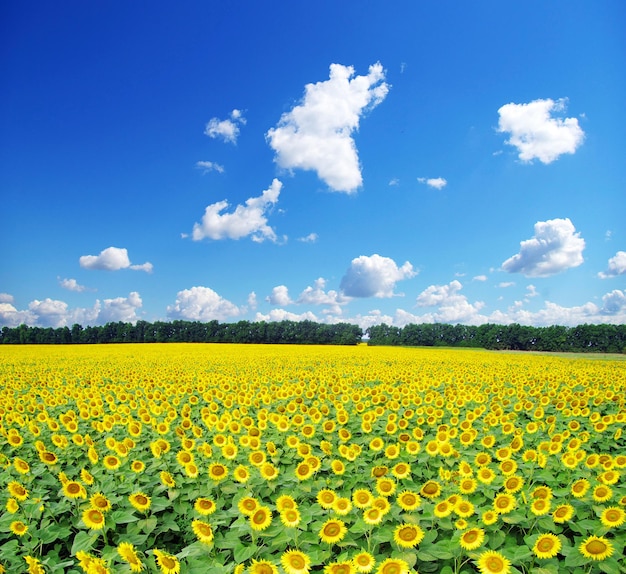 champ de tournesol