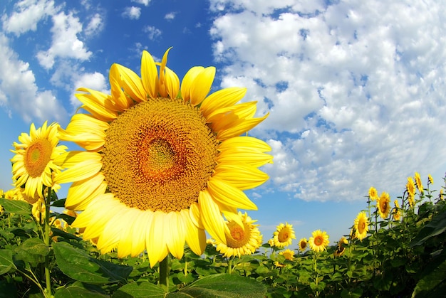 champ de tournesol