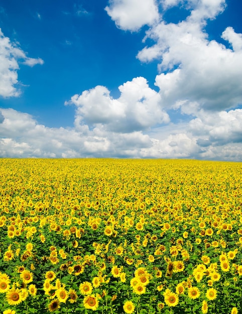 champ de tournesol