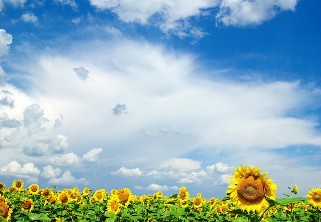 champ de tournesol