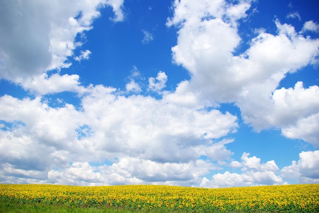 Photo champ de tournesol